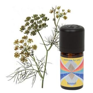 Fenchel - Foeniculum vulgare