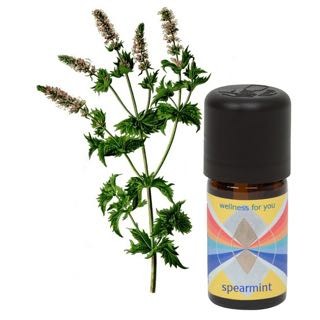 Spearminze - Mentha spicata