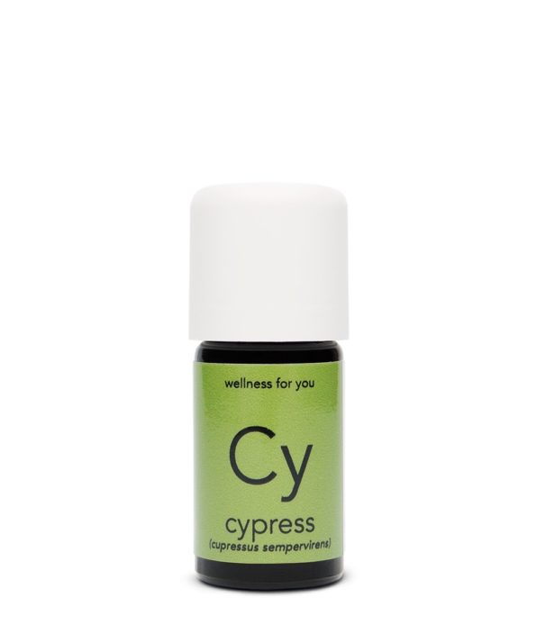 Zypresse - cupressus sempervirens
