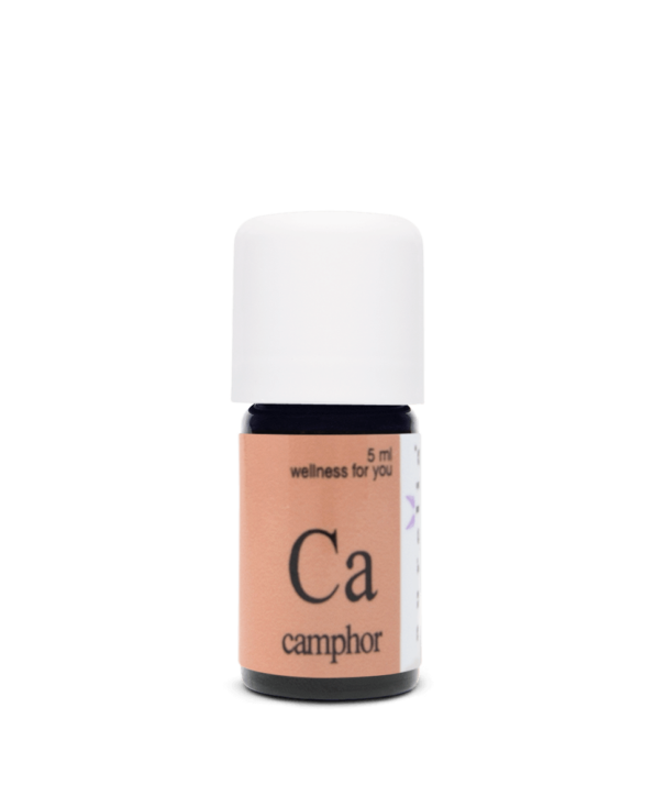 camphor - Kampfer - Cinnamomum camphora
