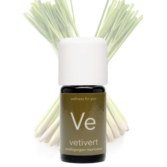 Vetivert - Andropogon muricatus
