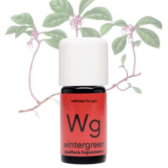 Wintergrün - Gaultheria procumbens