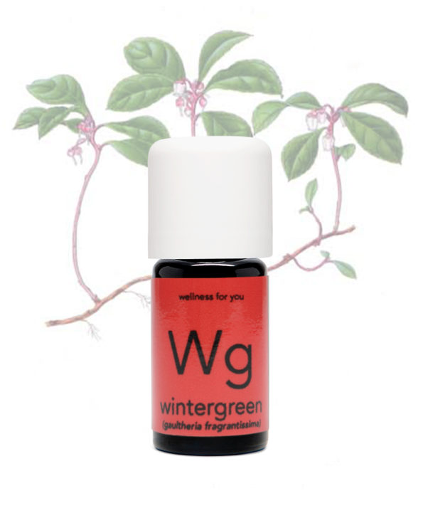 Wintergrün - Gaultheria procumbens